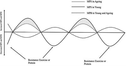 The Role of the IGF-1 Signaling Cascade in Muscle Protein Synthesis and Anabolic Resistance in Aging Skeletal Muscle